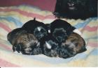 Lackschwarze Shih Tzu Babys mit weissen Accesoires! )