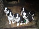 Border Collie Welpen