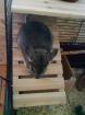 Pablo, Picasso suchen ein neues Zuhause (Chinchillas)