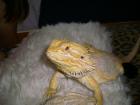 Sandfire (Yellow) Bartagamen-Babys  Pogona vitticeps