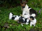 Reinrassige Jack Russell Terrier WELPEN