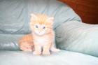 Maine Coon Babys