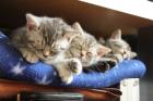 Libenswerte BKH Kitten (silber-Tabby) suchen ein Zuhause