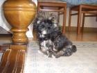 Shih tzu welpen