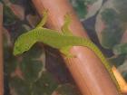 Phelsuma mad mad NZ  08- 09