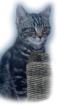 Bkh Kater,SilverTabby,14Wochen sucht neues Zuhause!