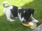 Jack Russell Welpe ! 10 Wochen alt