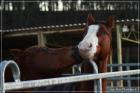 Westernreiten im Bergischen Land, Wermelskirchen in der Nähe von Köln