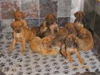 Rhodesian Ridgeback Welpen Abzugeben