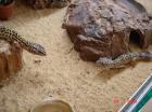 Leopardgeckos raum Frankfurt am Main