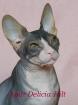 Don Sphynx