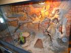 Barti-Zuchtgruppe 1.2 (gerne mit Terrarium) für 300EUR