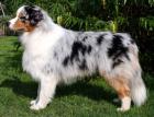 Deckrüde Australian Shepherd blue merle