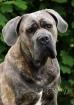 Cane Corso italiano - ich biete einen Deckhund an 