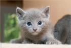 Russisch Blau Kitten aus Berlin