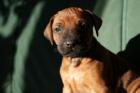 Rhodesian Ridgeback Welpen