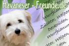 Havaneser-Freunde.de