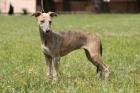 Whippet Welpen mit Stammbaum