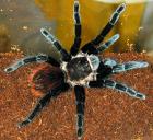 Brachypelma vagans Vogelspinnen Spiderlinge abzugeben