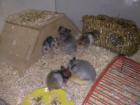 Goldhamsterbabys