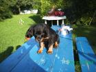 Rottweiler Welpen mit Papiere