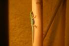 1,1 Phelsuma Quadriocellata Parva West mit Terrarium