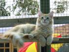 Maine-Coon Herzensbrecher sucht......