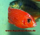 Aulonocara Fire Fisch und viele weitere Fische...