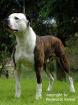 American Bulldog Welpen