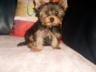 Yorkshire Terrier Welpe Rüde