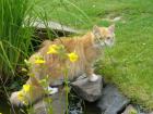 Maine Coon Dame abzugeben