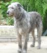 Imposanter Irish Wolfhound Deckrüde steht bereit