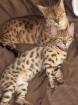 Reinrassige Bengalkatze mit eigenem Kitten (Kater) suchen neues zuhause *Not Abg