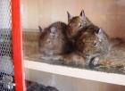 Degu-Schwesterntrio sucht neuen Spielplatz mit Kuschelhöhle