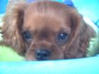 Cavalier King Charles Spaniel Welpen