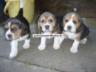 2 wunderschöne dreifarbige Beagle Welpen in liebevolle Hände abzugeben