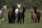 Alpakaverkauf - Wittekind Alpacas