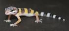 Leopardgecko Eublepharis macularius verschiedene Varianten 25,- Euro PASTEL - HI