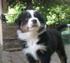 Tolle Australian Shepherd Familienhunde!