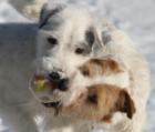 Jack Russell Terrier sucht einen neuen Wirkungskreis