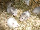 München: Hamsterbabys aus privater Hobbyhamsterzucht