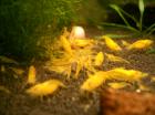 Yellow Fire Garnele / neocaridina heteropoda var. yellow