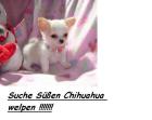 Suche süßen Chihuahua Welpen