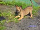 Wunderschöne Malinois-Hündin  11 Wochen 