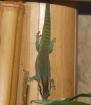 Phelsuma Ornata Ornament Schmuck Taggecko 0,0, 4 Nachzuchten2021 abzugeben