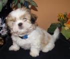 Blinki Shih Tzu