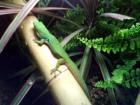 Phelsuma quadriocellata Weibchen