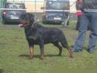 Reinrassige Rottweilerwelpen mit FCI Papieren