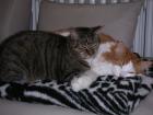 2 Katzen suchen dringend ein neues Zuhause