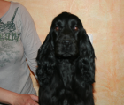 English Cocker Spaniel